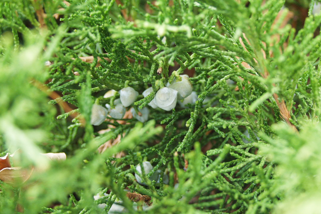 Buffalo Juniper